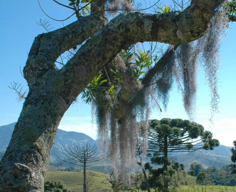 Detalhe de fungos "barba de bruxa" em árvore" na Serra da Mantiqueira